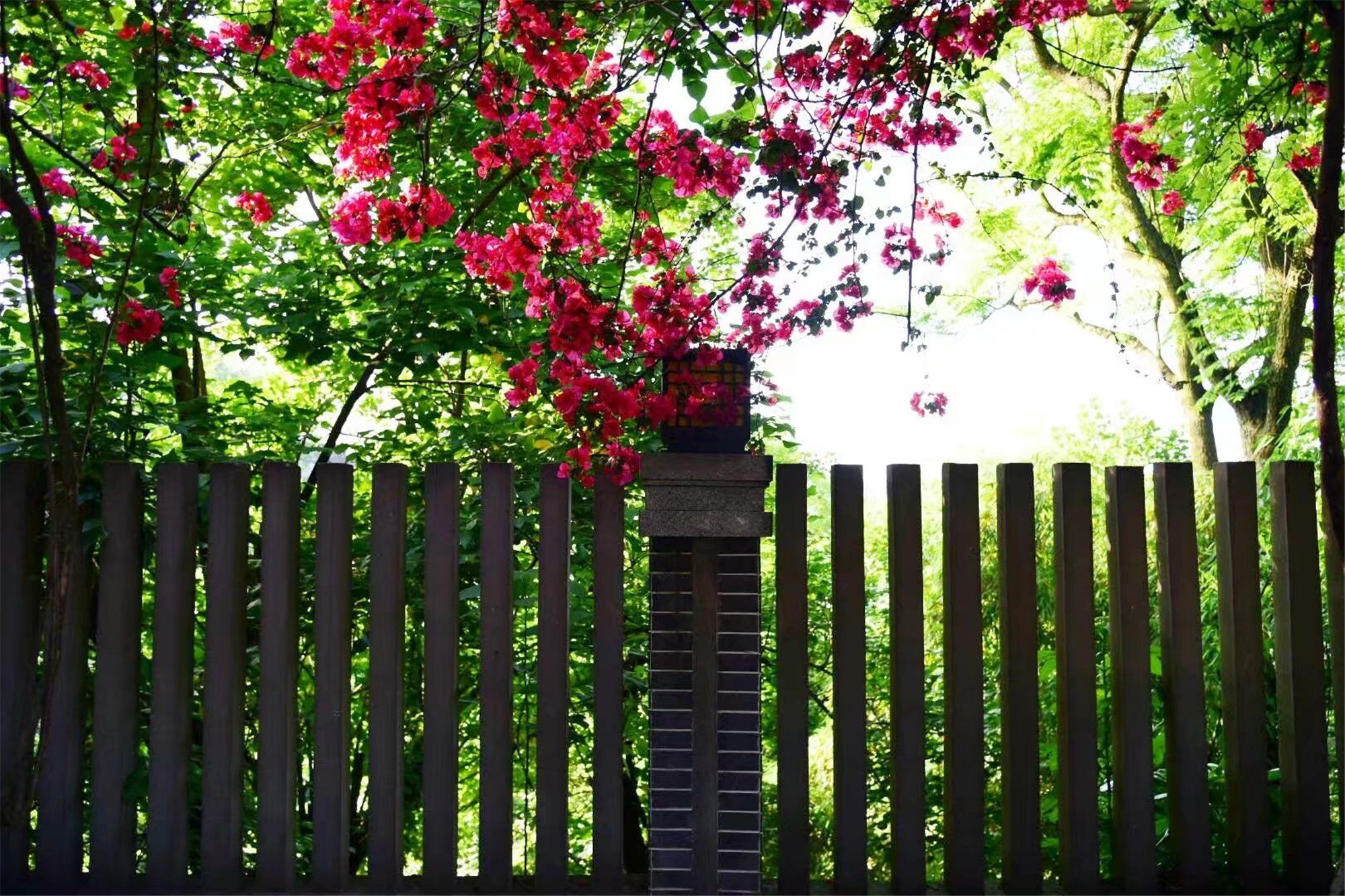 问道新高考 魅力附中行——5月18日，西大附中校园开放日，让您久等了！